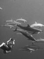   My buddy Dave local Hawaiian spinner dolphins. dolphins  